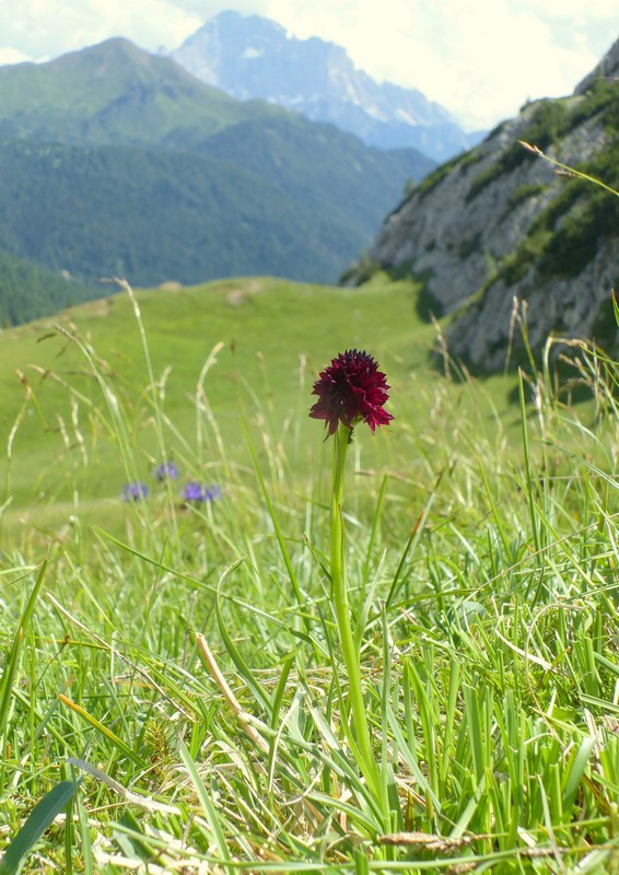 Una giornata a Valparola. Dactylorhiza, Nigritella e grandi montagne!